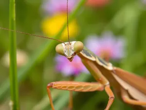 Czy modliszki żyją w Polsce? Ciekawe fakty i informacje